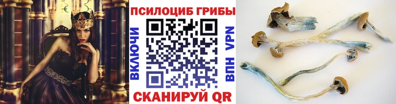 Псилоцибиновые грибы Cubensis  Мурино 